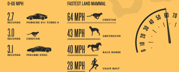 rychlost běhu zvířat