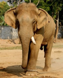 slon přivázaný provázkem